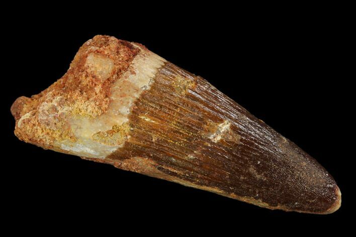 Spinosaurus Tooth - Real Dinosaur Tooth #117886